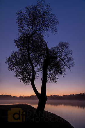 A Tree Stands Alone