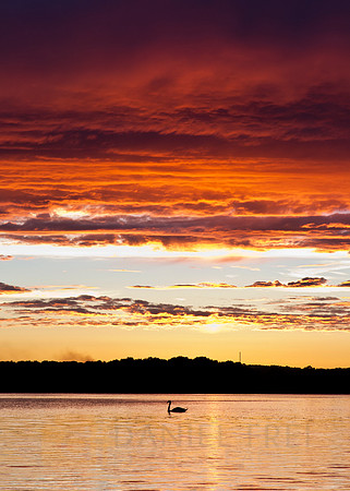 Swan Sunset