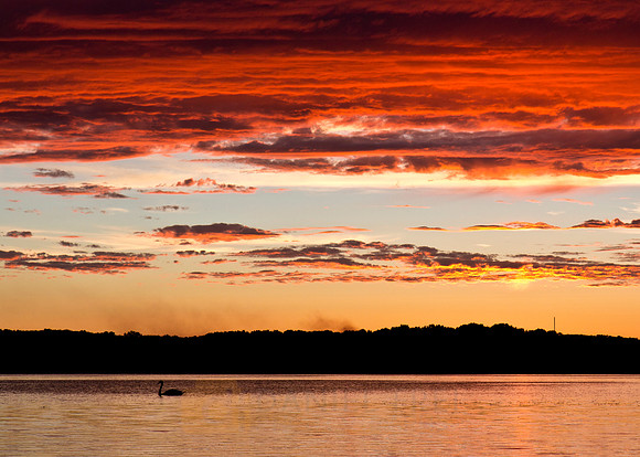 Swan Sunset Portrait