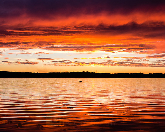 Swan Sunset Scene